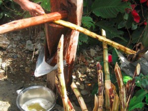 PHOTO OF THE DAY: Cane juice – the old fashion way