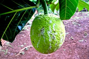 PHOTO OF THE DAY: Breadfruit almost ready for roasting