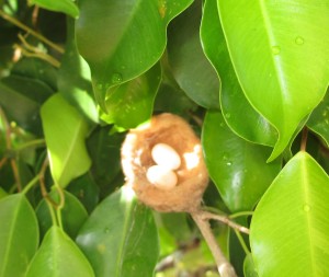 PHOTO OF THE DAY: The hummingbird (foo foo) nest
