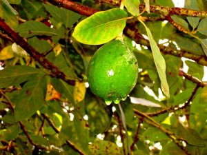 PHOTO OF THE DAY: Dew-drenched avocado