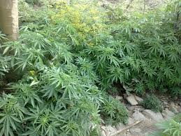 Police destroy over 7,000 ganja plants in anti-drug operations