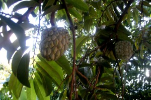 PHOTO OF THE DAY: Fresh for the picking