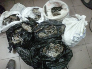 Illegal crayfish confiscated by police last year