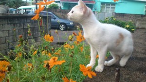 PHOTO OF THE DAY: Curiousity kills the cat