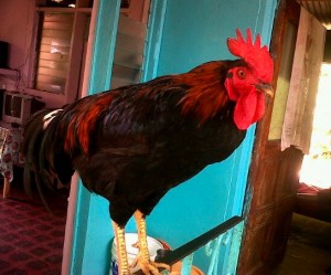 PHOTO OF THE DAY: The alarm cluck!
