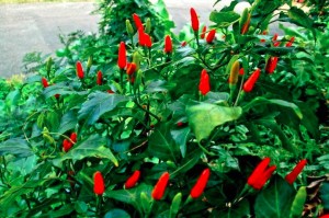 PHOTO OF THE DAY: Spiciest pepper in the world?