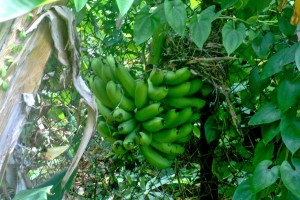 PHOTO OF THE DAY: Fresh for the picking