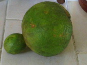 PHOTO OF THE DAY: Strange orange