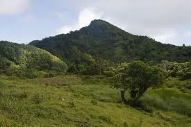 Tree planting programme for Dominica