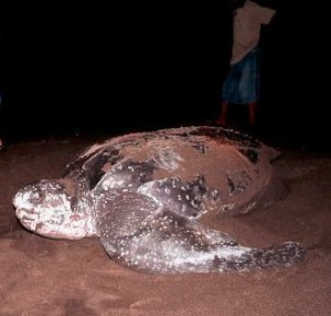 Protecting sea turtles an uphill battle – conservationist