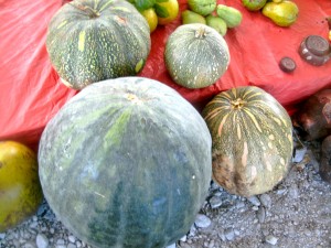 PHOTO OF THE DAY: Fruits of the soil