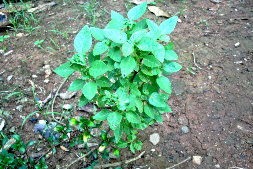 PHOTO OF THE DAY: Bush tea anyone? - Dominica News Online