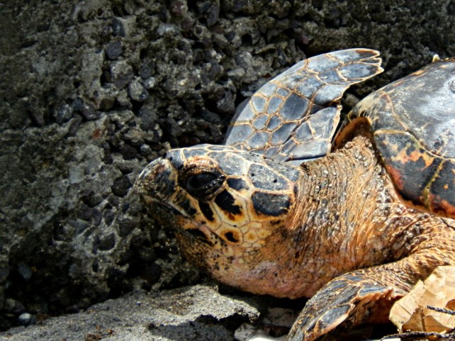 PHOTO OF THE DAY: Turtle photoshoot in Pottersville - Dominica News Online