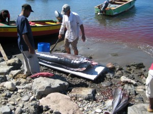 PHOTO OF THE DAY: Fresh fish for sale