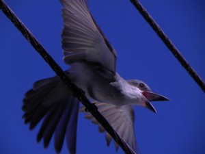 PHOTO OF THE DAY: Angry ‘Pipirit’