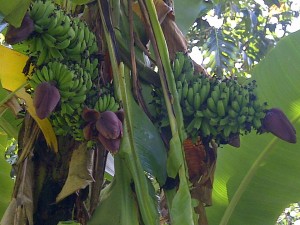 PHOTO OF THE DAY: Banana septuplets