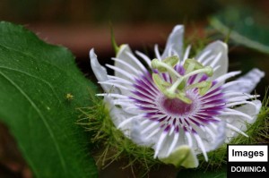 PHOTO OF THE DAY: Nature up close