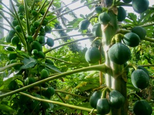 PHOTO OF THE DAY: Nature’s bounty