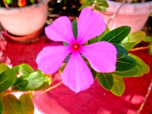 PHOTO OF THE DAY: Painted by nature