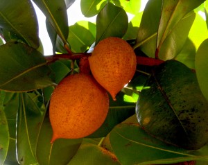 WEEKEND FUN: Identify this fruit