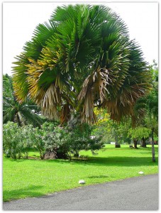 PHOTO OF THE DAY: Majestic plant