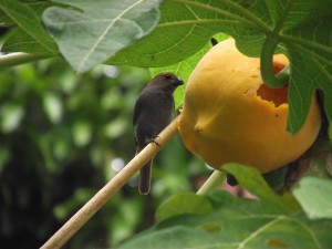 PHOTO OF THE DAY: Little bird, BIG meal