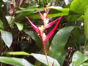 PHOTO OF THE DAY: The grace of the Nature Isle