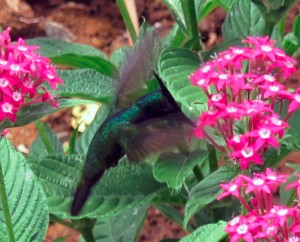PHOTO OF THE DAY: Hummingbird in the garden