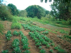 Dominican Youth to present recommendations for Caribbean Agriculture Policy