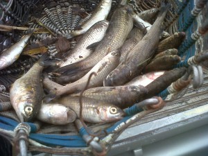 Fish found dead in Loubiere River