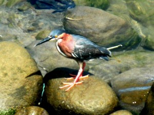 PHOTO OF THE DAY: Searching for a Roseau River snack