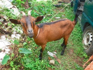 PHOTO OF THE DAY: Goat pose