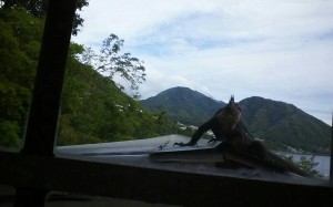PHOTO OF THE DAY: Iguana invasion