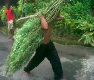 The man with a load of marijuana plants