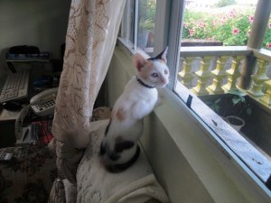 PHOTO OF THE DAY: Cat on the look out