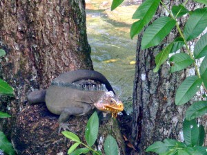 PHOTO OF THE DAY: Iguana pose