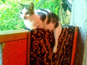 PHOTO OF THE DAY: The cat on the mat