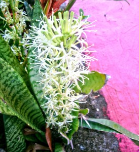 WEEKEND FUN  UPDATE: Identify this flower and plant
