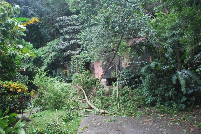 Fallen trees in Eggleston
