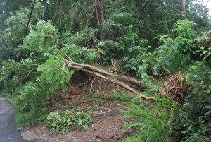 A fallen tree in Castle Comfort due to the passage of TS Chantal