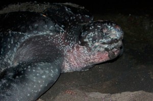 A 1,000 pound turtle at Rosalie Bay