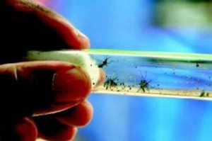 World Health Day focuses on vectors such as mosquitoes, ticks and flies 