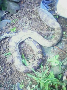 Tet Shyen (Boa constrictor) in de back yard