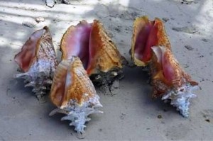 USA says Queen Conch not endangered