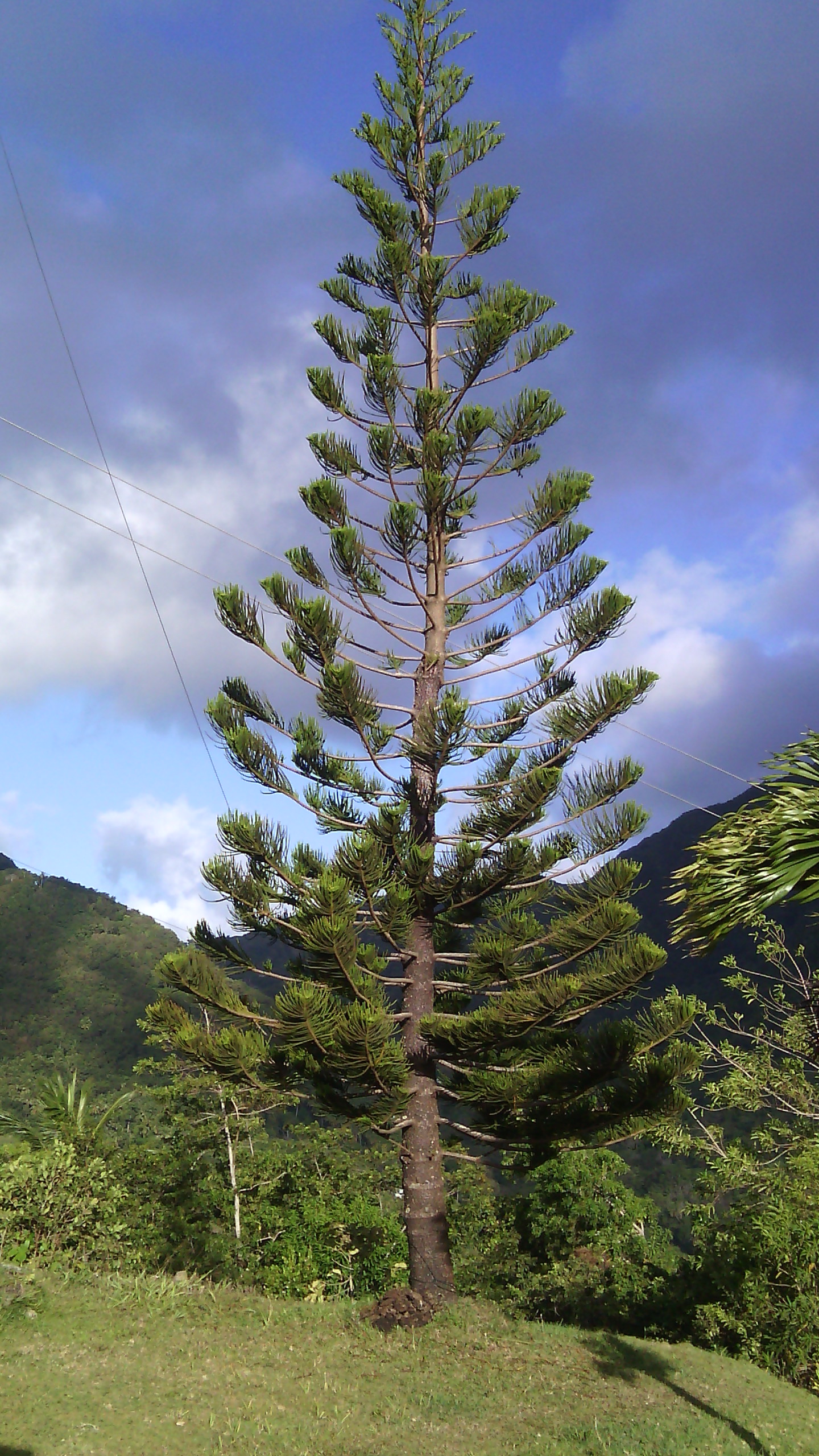 Majestic pine tree  at Grand Bay Dominica News Online