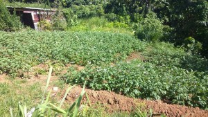 New varieties of potato introduced to Dominica