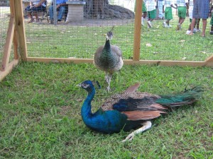 Peacocks on display at a past Animal Awareness Day 