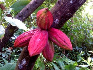 Cocoa growing in Dominica 
