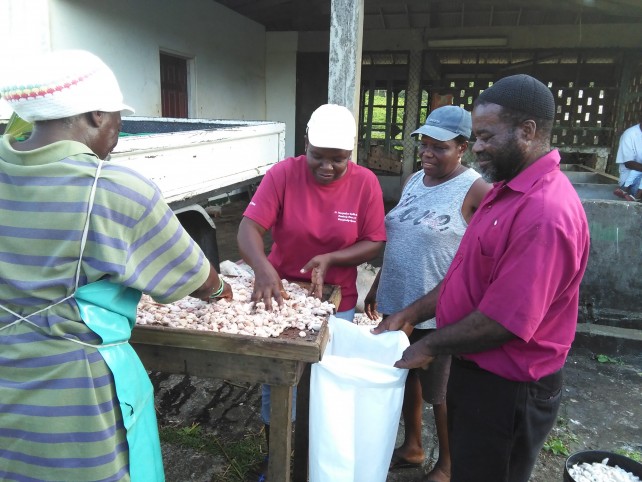 DEXIA's Theo Williams purchases cocoa beans in Marigot
