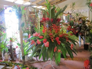 ISLAND FLORIST: (To Someone Giraudel And, A Community’s Flora Adventure)